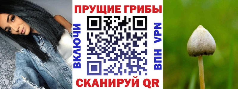 Купить где  Эртиль  Псилоцибиновые грибы Psilocybe 